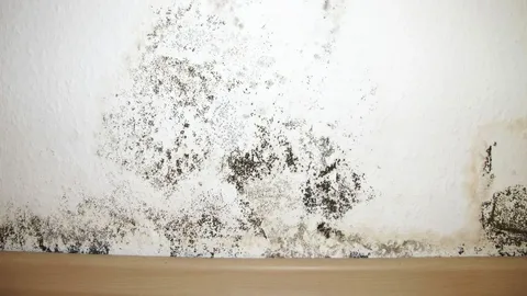 Professional mold remediation project in Edmond home after flooding and water damage